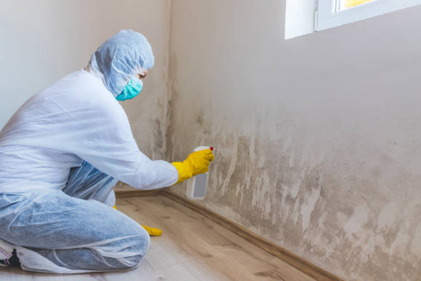 Licensed Attic Mold Remediation service in Villanova, PA - Car Mold Remediation