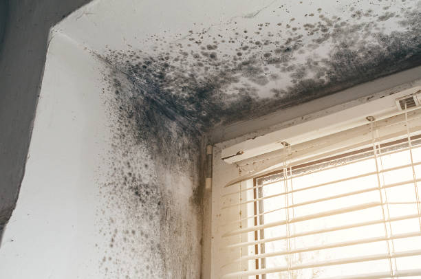 Affordable Attic Mold Remediation solutions in Villanova, PA